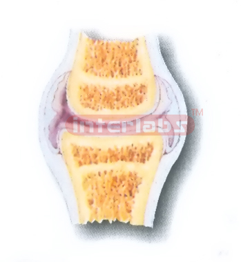 HUMAN ARTICULAR JOINT MODEL